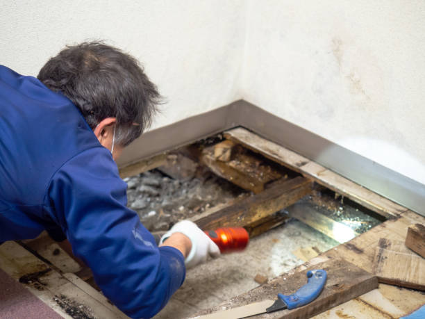 Best Attic Mold Removal  in Maeser, UT