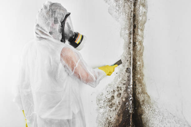 Best Black Mold Removal  in Maeser, UT