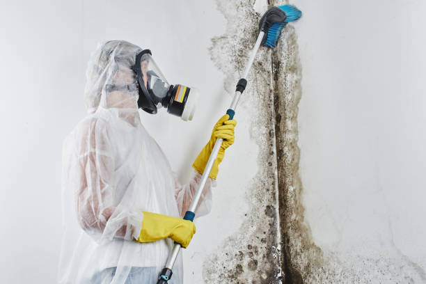 Best Mold Cleaning Services  in Maeser, UT