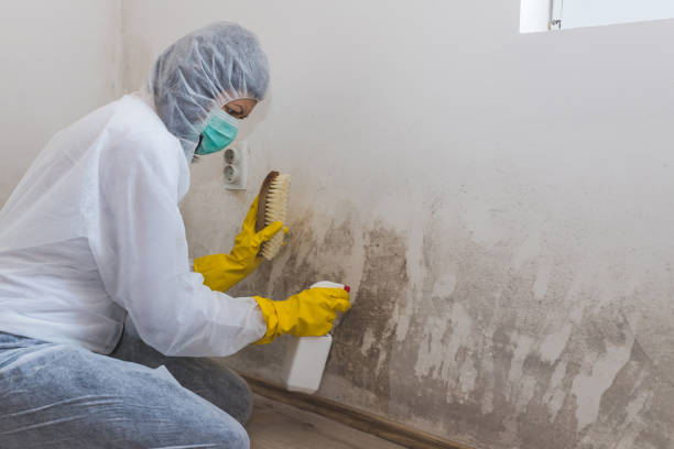 Best Crawl Space Mold Removal  in Maeser, UT