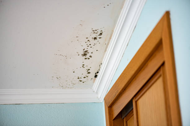 Best Mold Damage Repair  in Maeser, UT