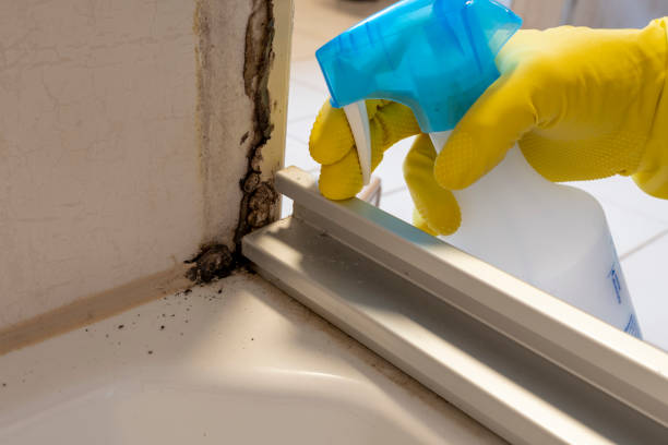 Best Mold Removal Process  in Maeser, UT