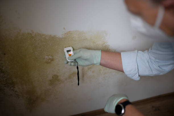 Attic Mold Removal in Maeser, UT
