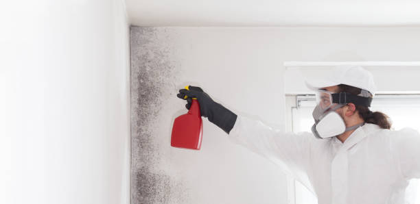 Best Mold Testing and Removal  in Maeser, UT