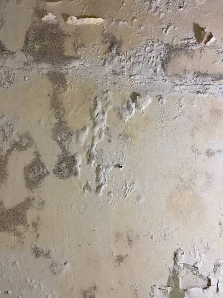 Best Same-Day Mold Removal  in Maeser, UT