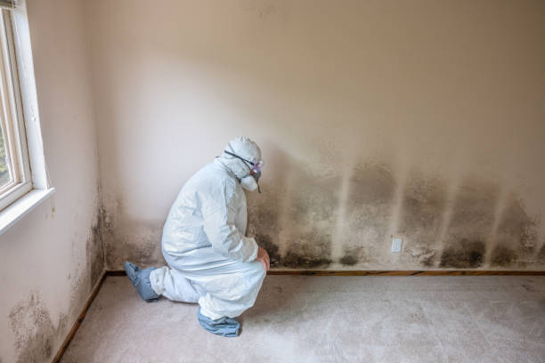 Best Same-Day Mold Removal  in Maeser, UT