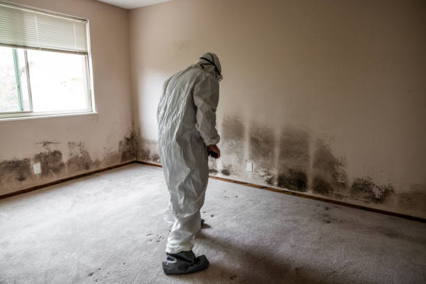 Best Toxic Mold Removal  in Maeser, UT