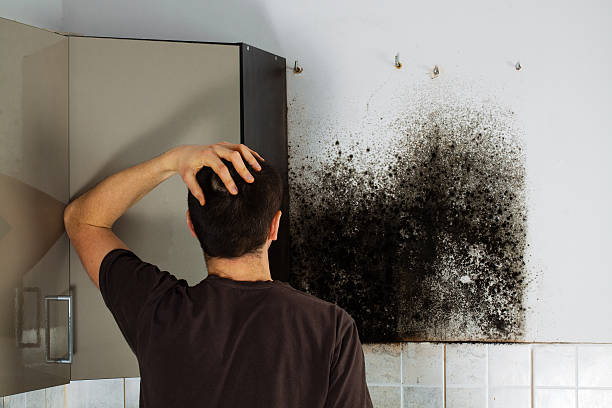 Best Emergency Mold Removal  in Maeser, UT